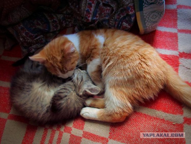 Котовторник 20.02.18