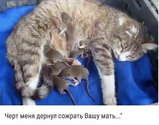 Нестандартный юмор