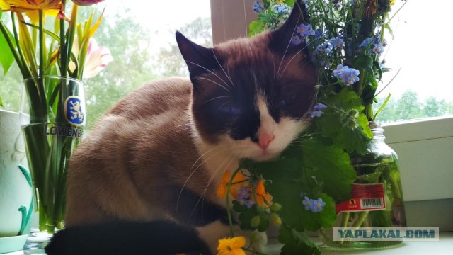 Котовторник  12.06.2018