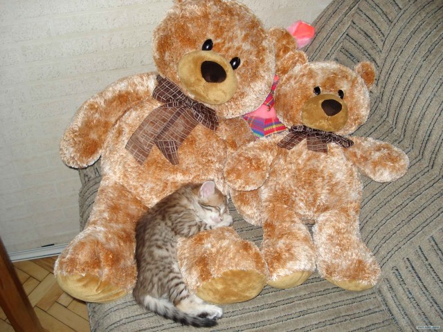 Даёшь Котовторник на ЯПе! (29.07.08)