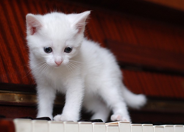 Котовторник: Кошки гаваны и другие!
