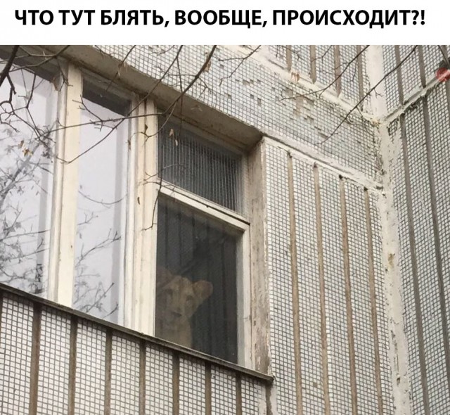 Да что тут вообще происходит?
