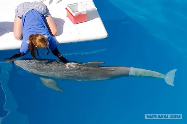 Дельфин с протезом
