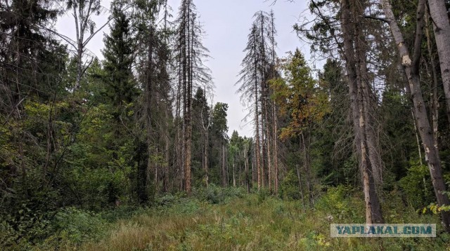 Самолётики выходного дня