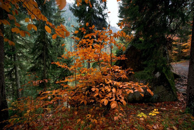 Осенняя тайга