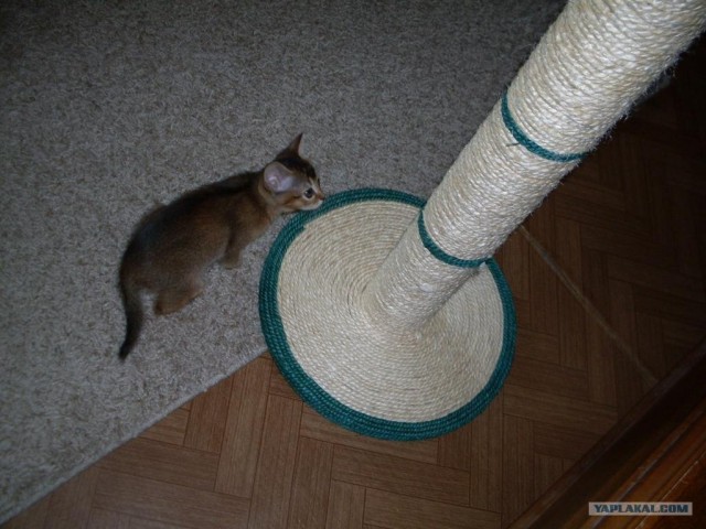 Котовторник  07.06.11