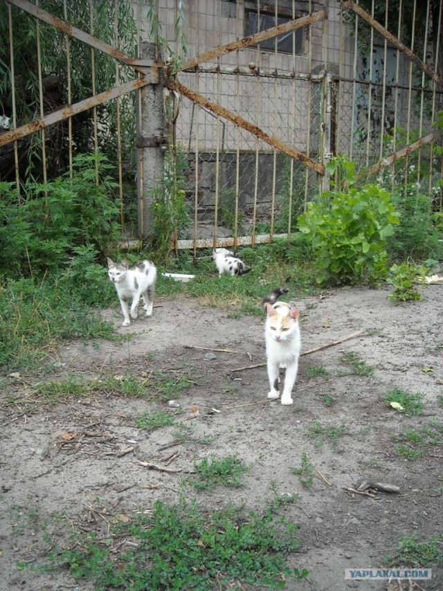 Котовторник 20.03.2012