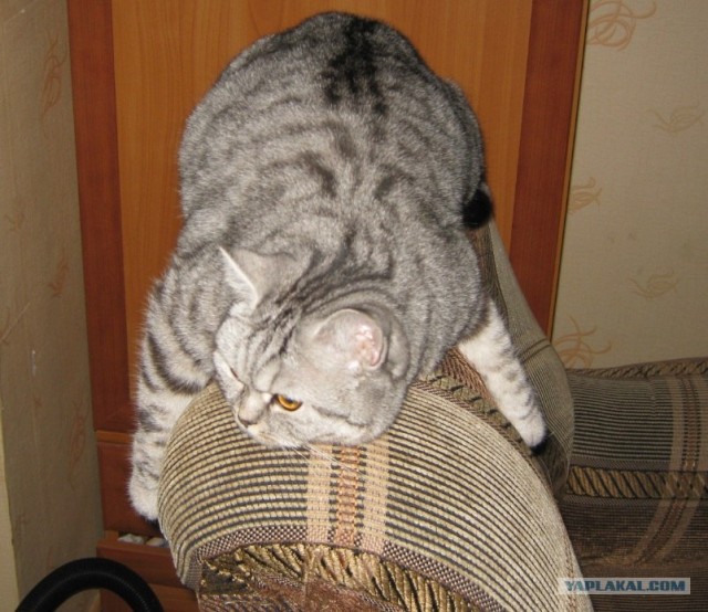 Котовторник  от 3.04.2012