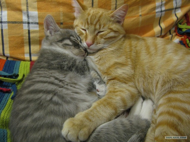 Котовторник 17.04.2012