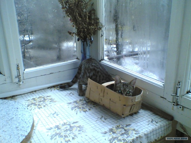 Котовторник 31.07.2012 г.