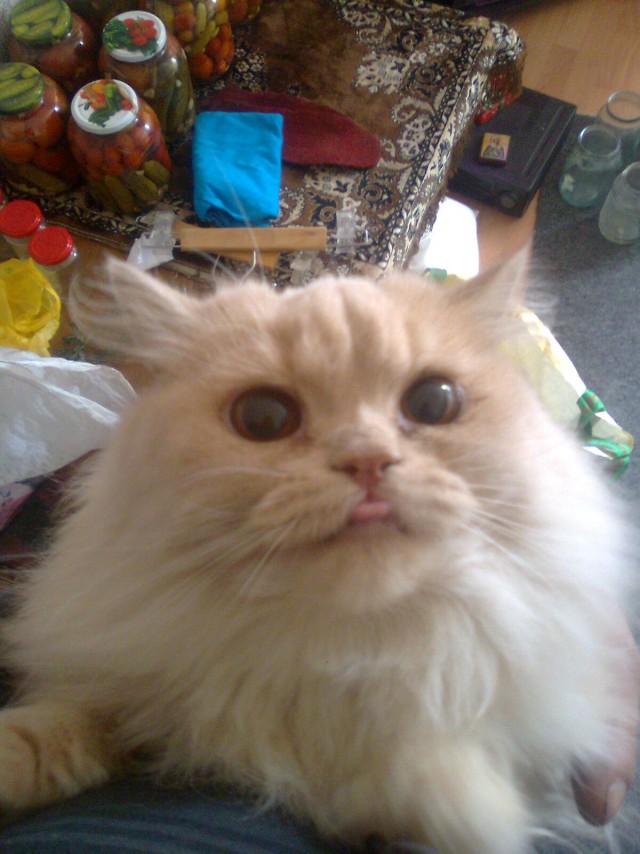 Котовторник  28.08.12