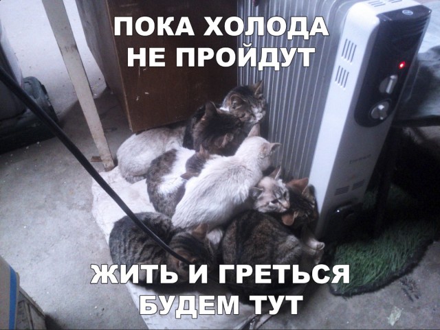 Забавные фото котеек