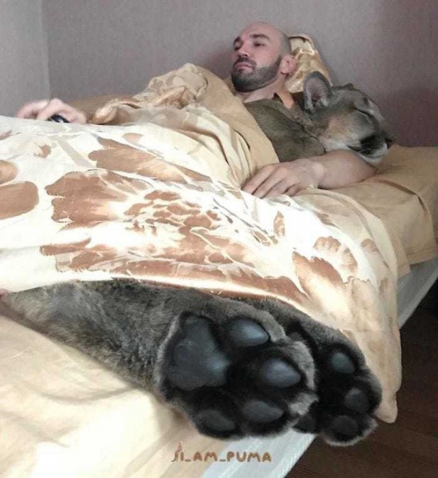 Живность из сети