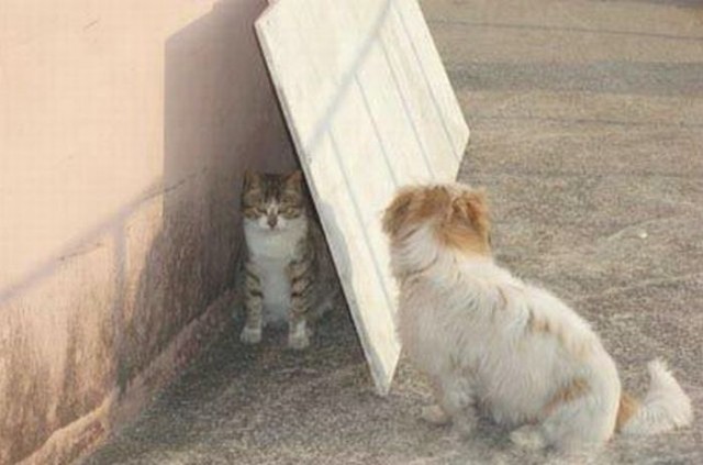 Уже не котовторник, но еще и не собакочетверг