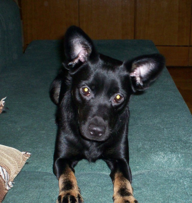 Социалка для приюта