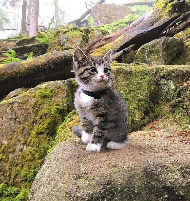 Котики