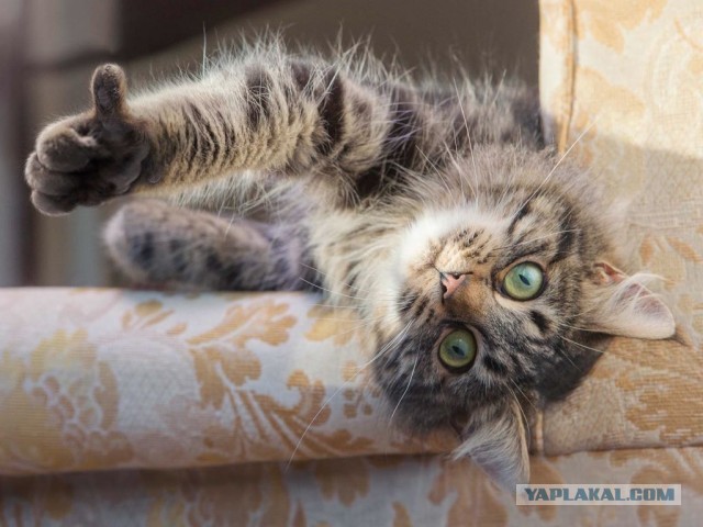 Hello, братан!