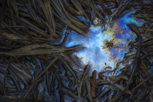 Лучше работы макросъемки Close-Up Photography Awards-2020