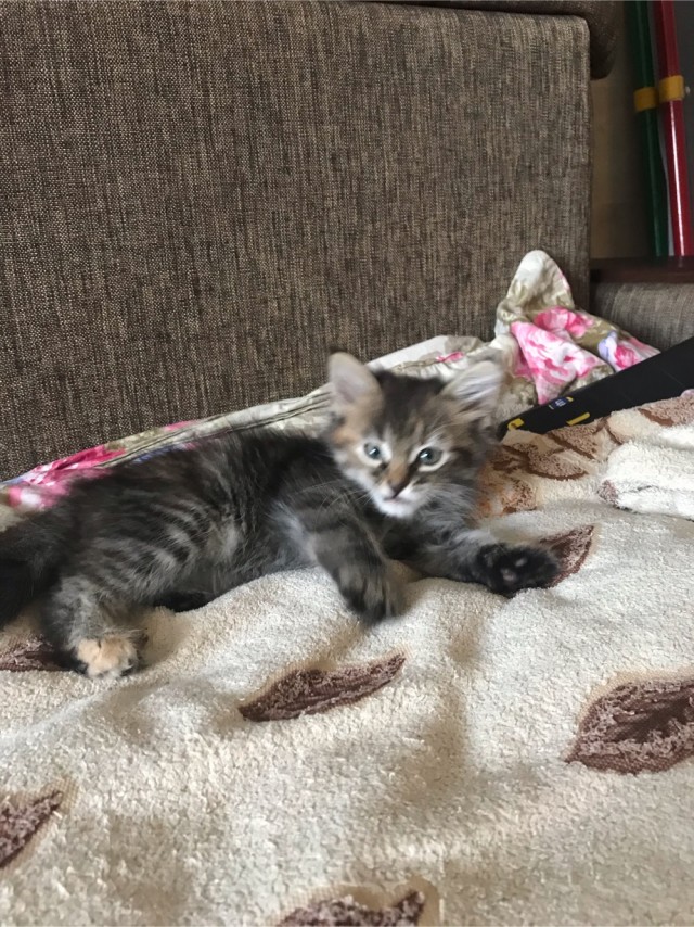 Котовторник. Знакомьтесь, Мася