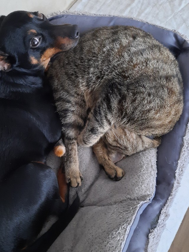 Моя красотка