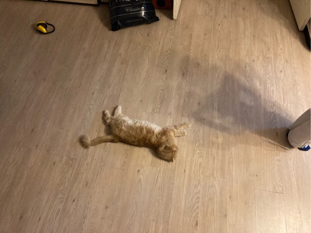 Котовторнику быть!