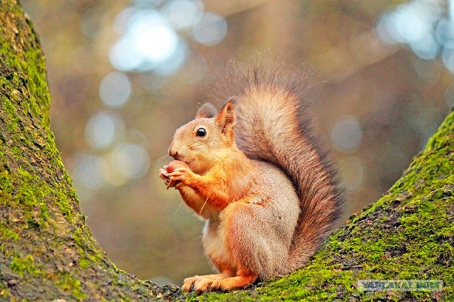 Бесстрашные белки
