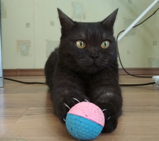 Солнце котовторника уже встало, Господа!