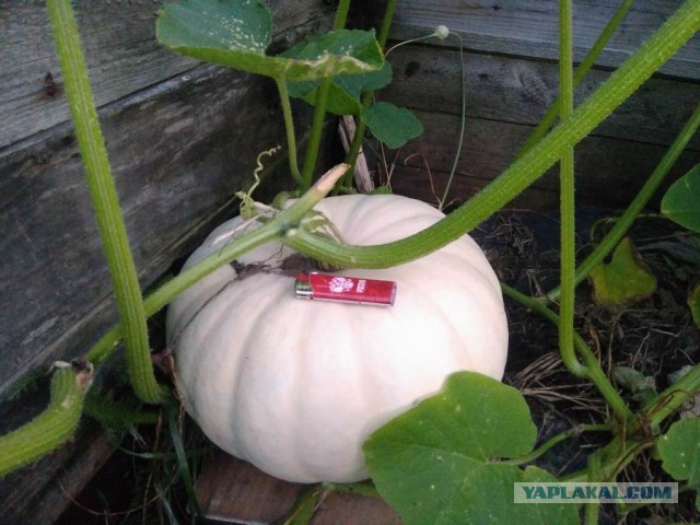 Дача (Хвастаемся). Не продаётся. Просто показываю. Красивое! Вспомним лето перед зимой