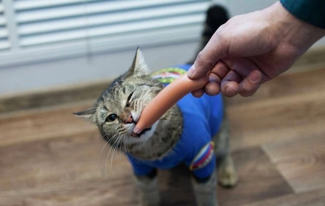 Котовторник. Февраль