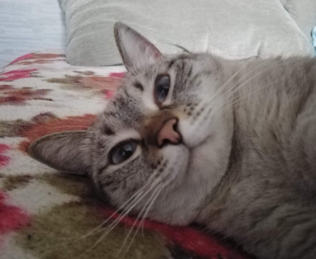 Котовторник ведь начался!