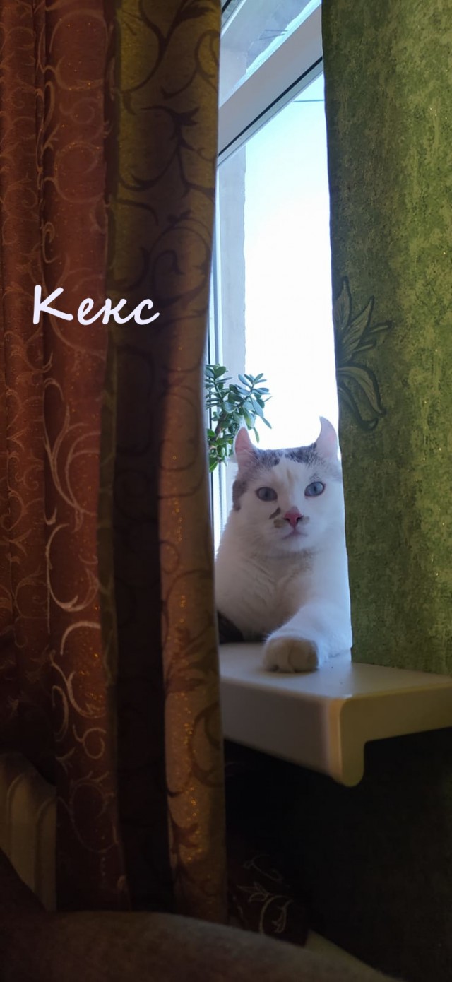 Жизнь домашнего приюта "Котоленд" 334