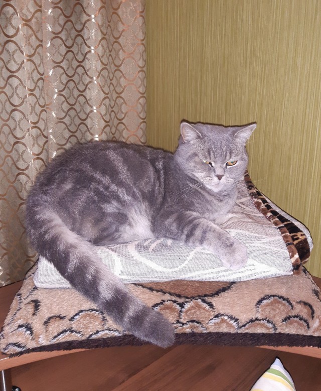 Шерстяной котовторник. Октябрь 2022
