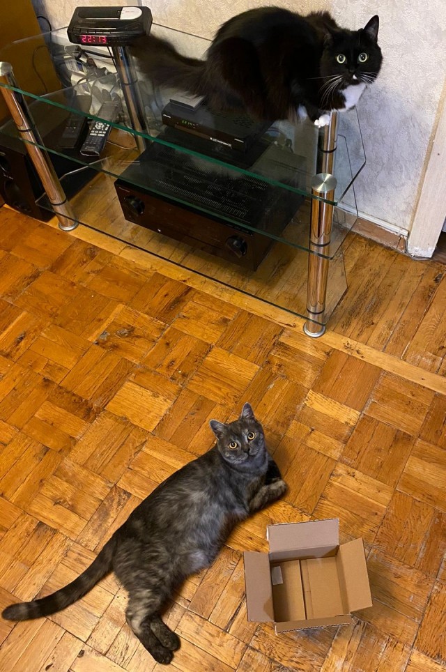 Вторник, ваши коты и кошки в студию