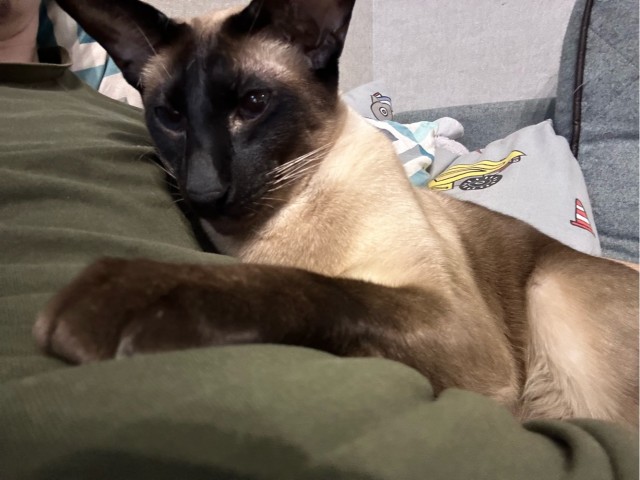 Котовторник 17.01.23