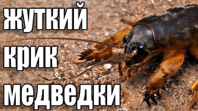 Я тёща. Проблемы с зятем. Дайте совет