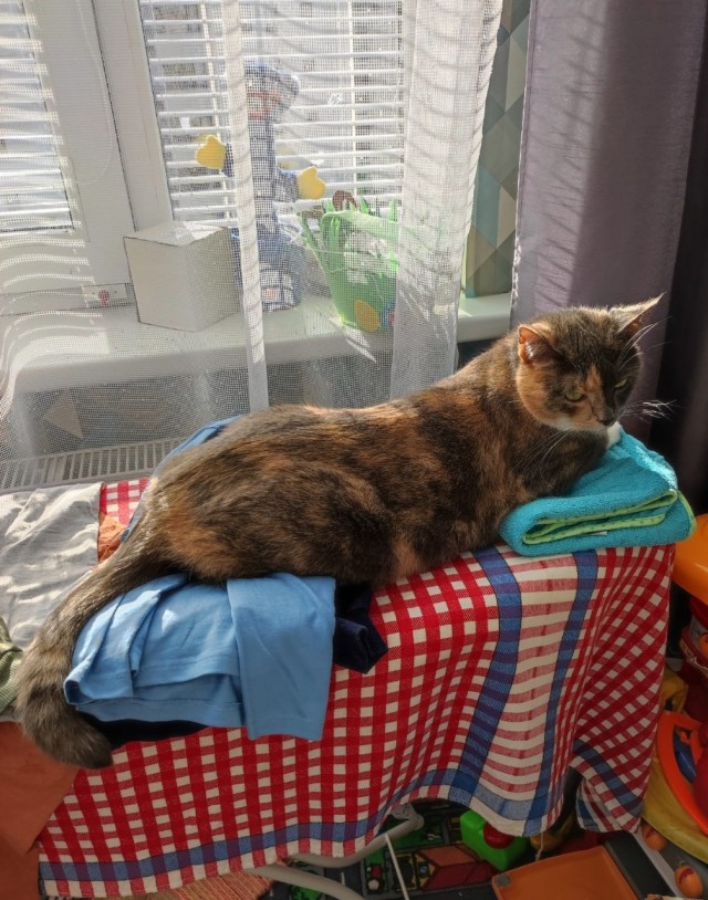 Ловушки для котов
