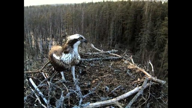 Онлайн трансляция из гнезда Kalakotkas