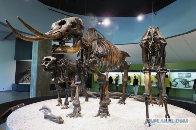 Битумные озера Ла-Брея (La Brea Tar Pits)