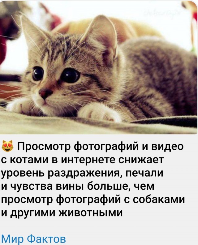 Изготовление котов