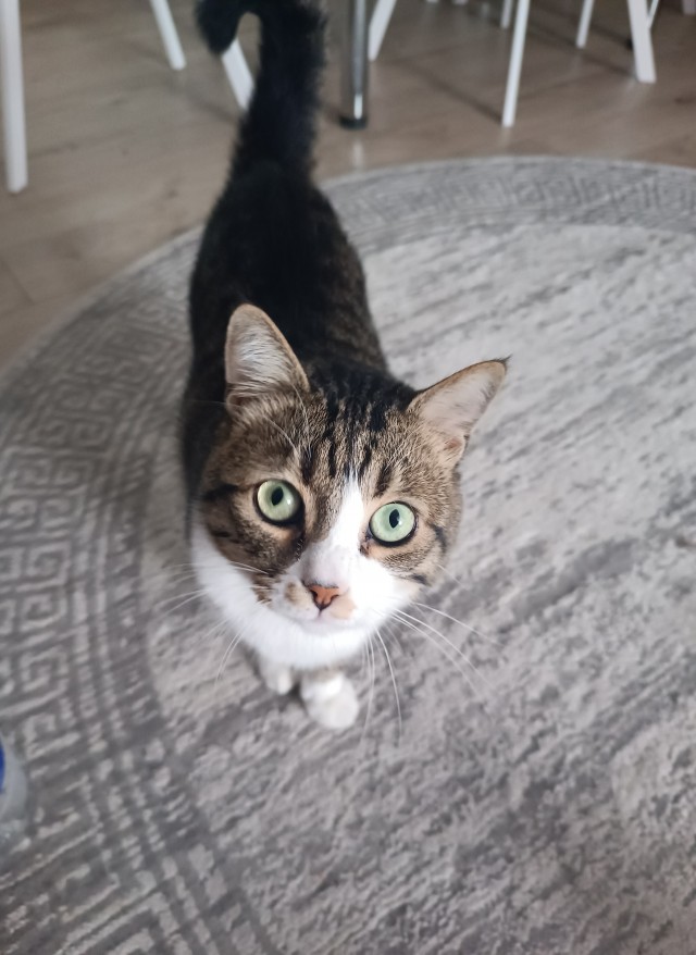 Котовторник в картинках