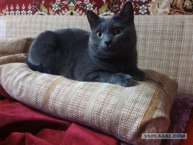 Котовторник 21.05.2013