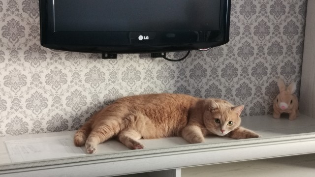 Раскрыто, чем обычная кошка лучше породистой