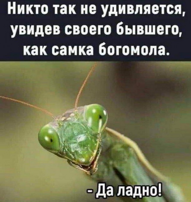 Прикольные и просто красивые картинки