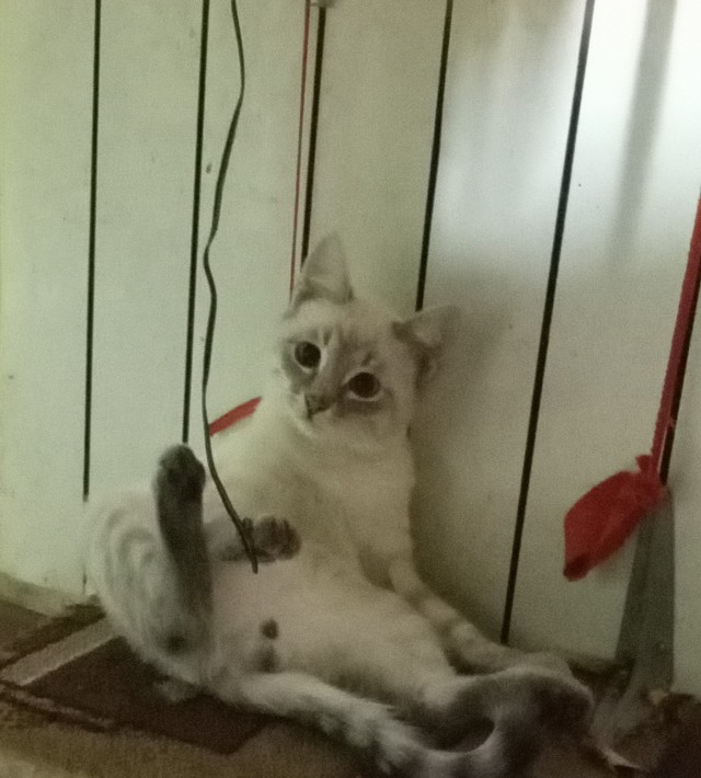 Котовторник 05/11/2024