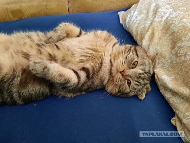 Котовторник 31.12.2024. Последний котовторник года