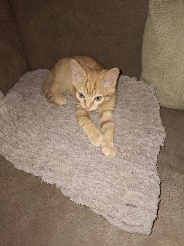 Мой кот