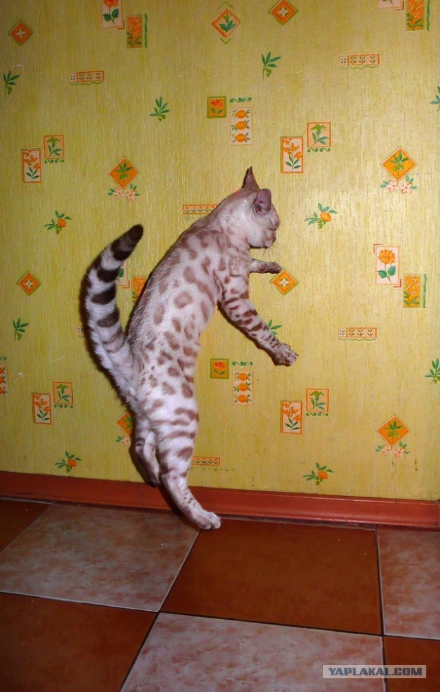 О бенгальских котах на наглядном примере