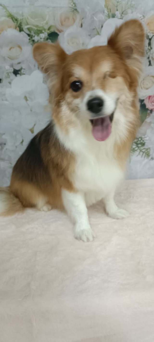 Собакочетверг!