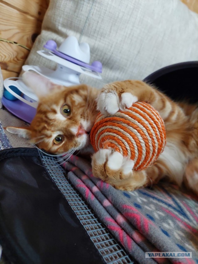К предстоящему котовторнику