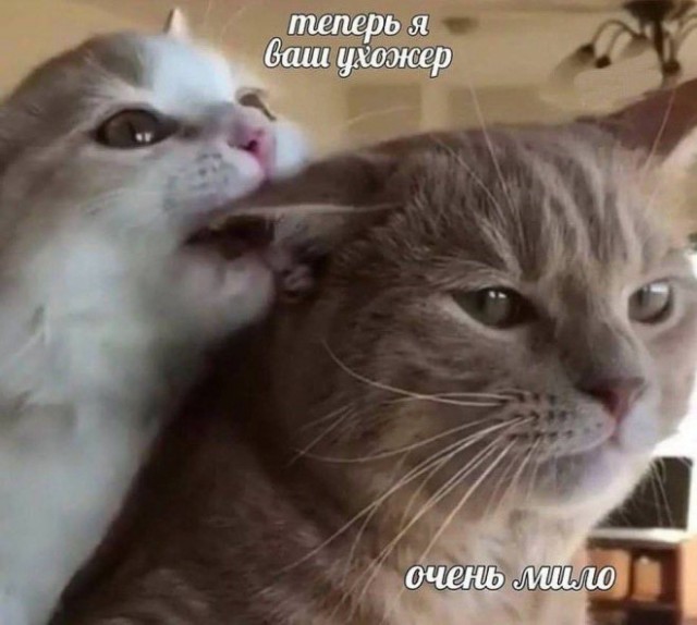 Картинки для деградации 49 (разной степени свежести)